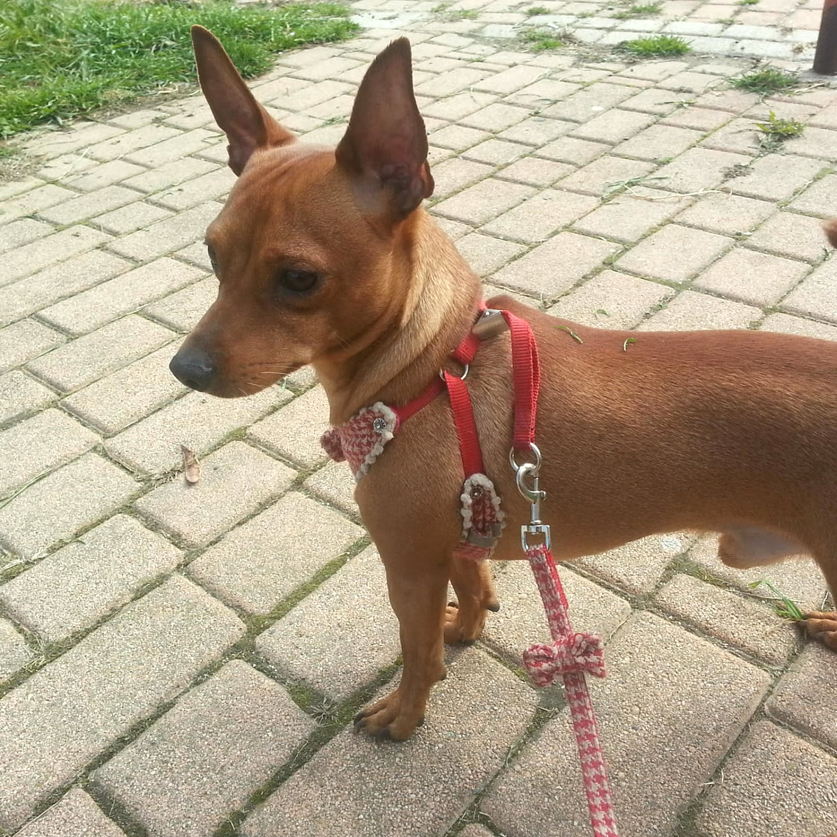 Cagnolino pinscher a passeggio al guinzaglio