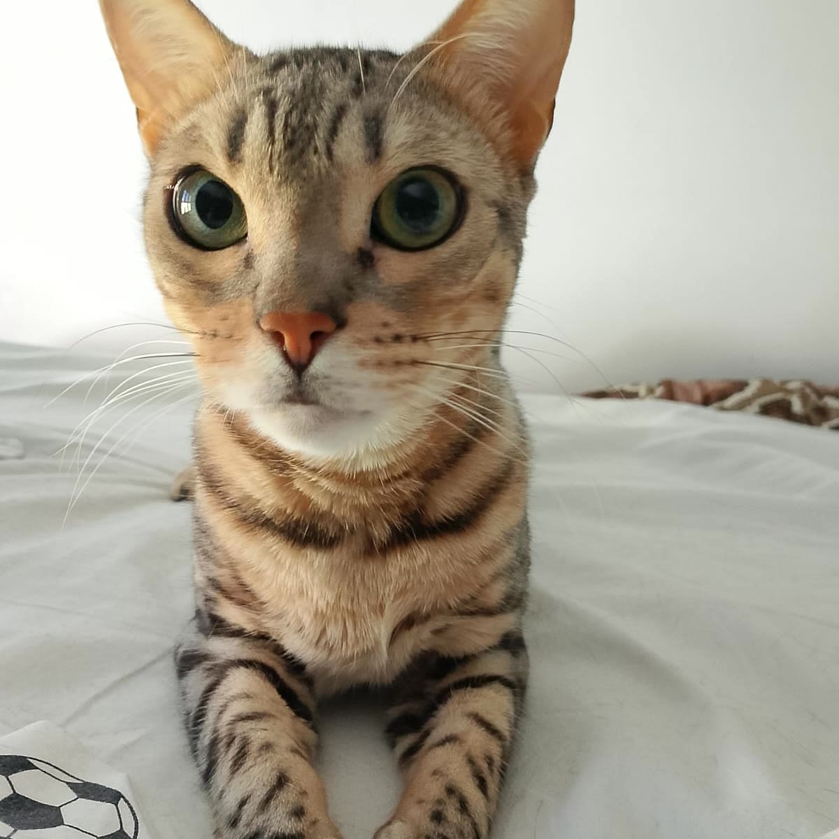 Gatto bengala dagli occhi verdi disteso sul letto