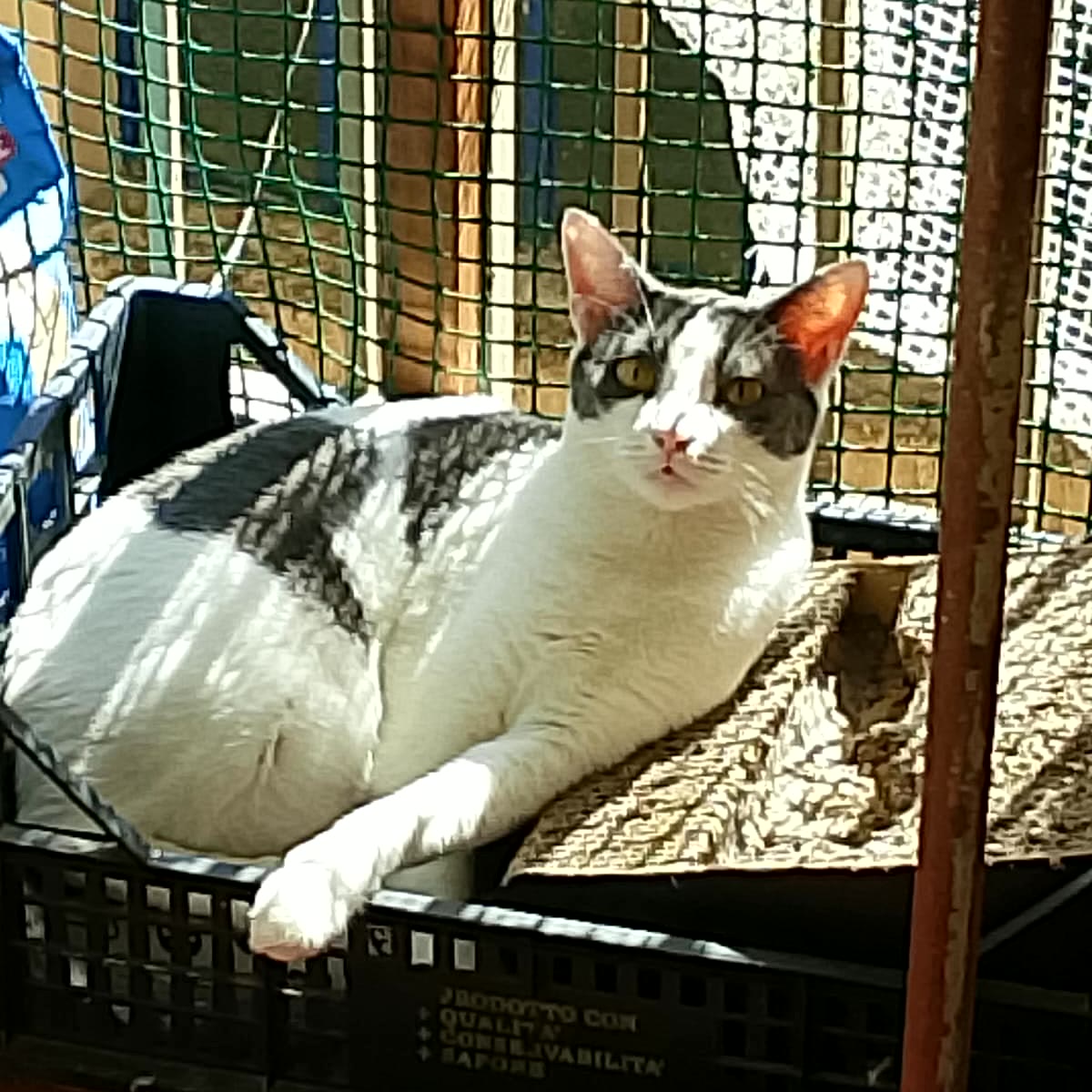 Gatto bianco e grigio che prende il sole in balcone