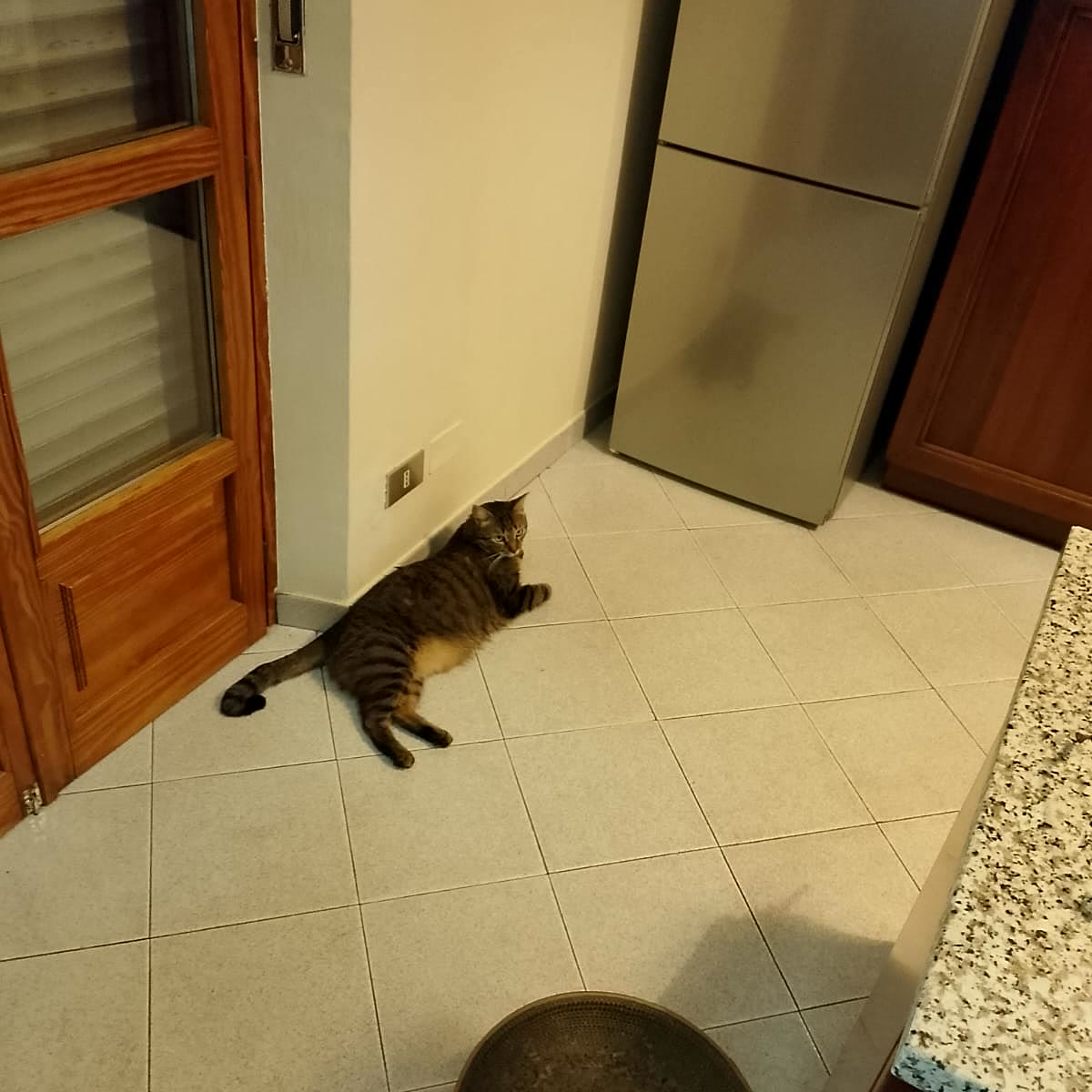 Gatto tigrato che riposa in cucina vicino alla ciotola