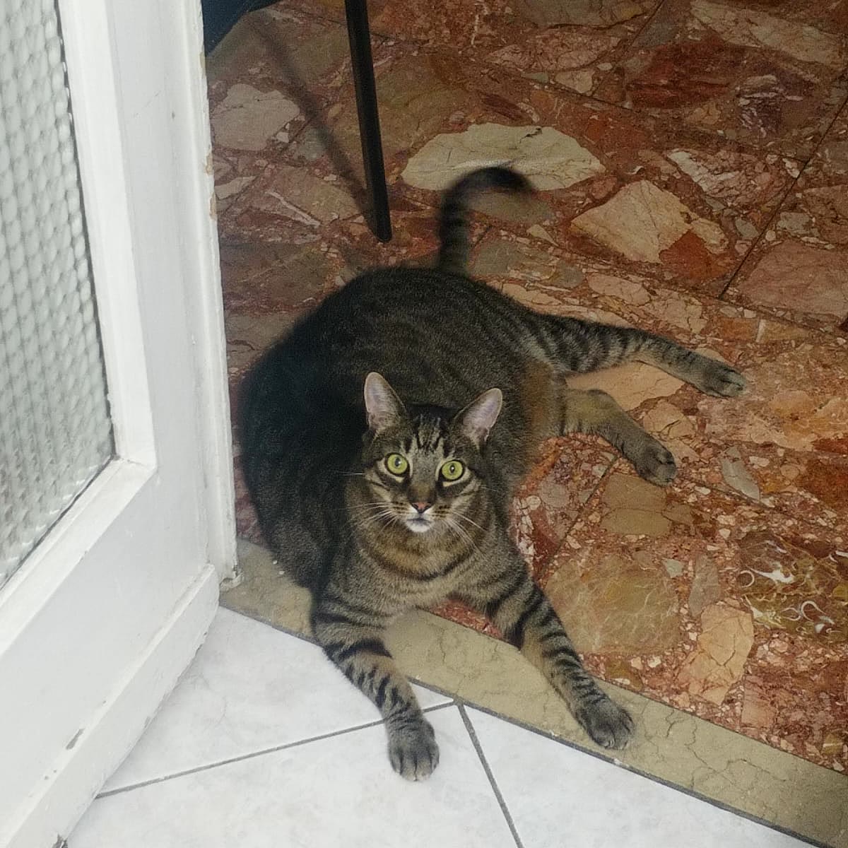 Gatto tigrato disteso sul pavimento che guarda l'obiettivo