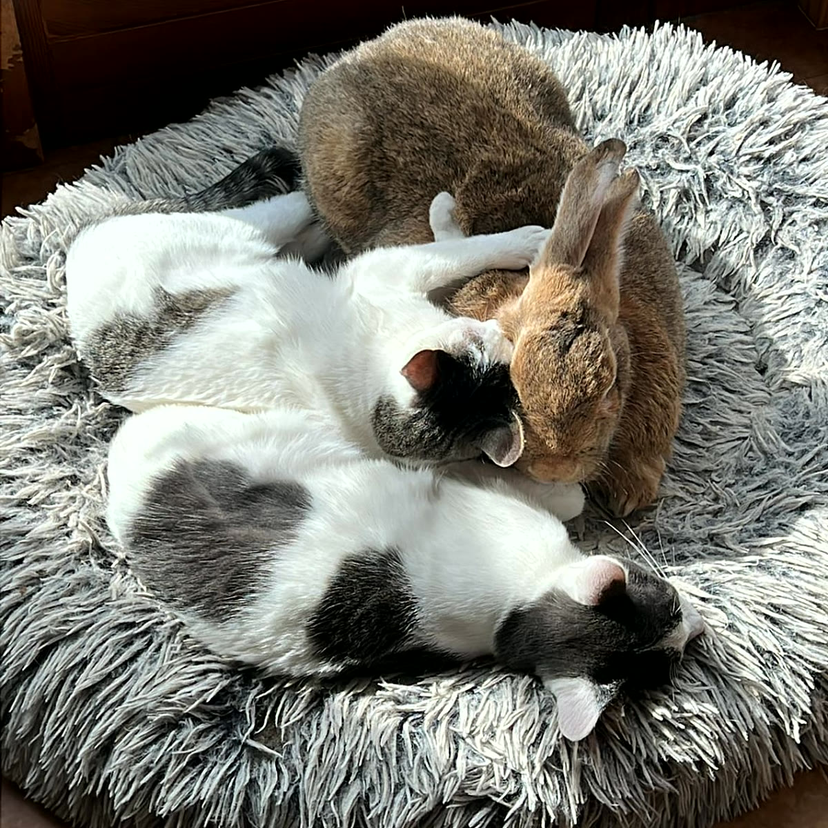 Due gatti e un coniglio che riposano insieme sulla stessa cuccia