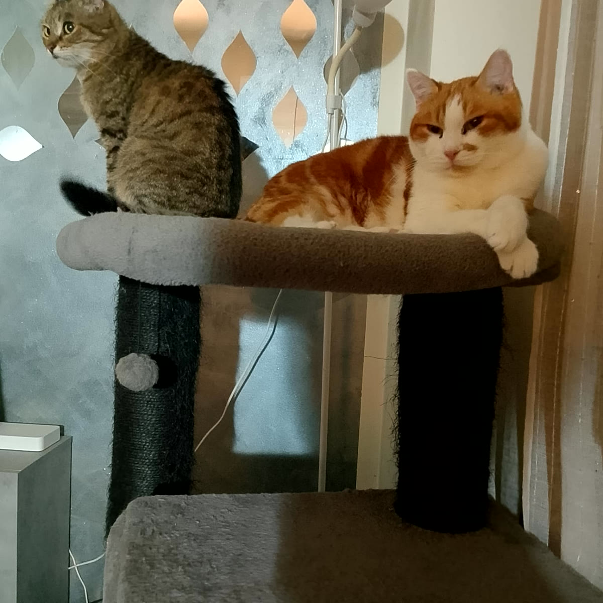 Due gatti rilassati sul tiragraffi di casa